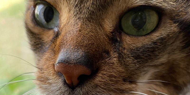 iphone 11 shopcongnghe 5 1